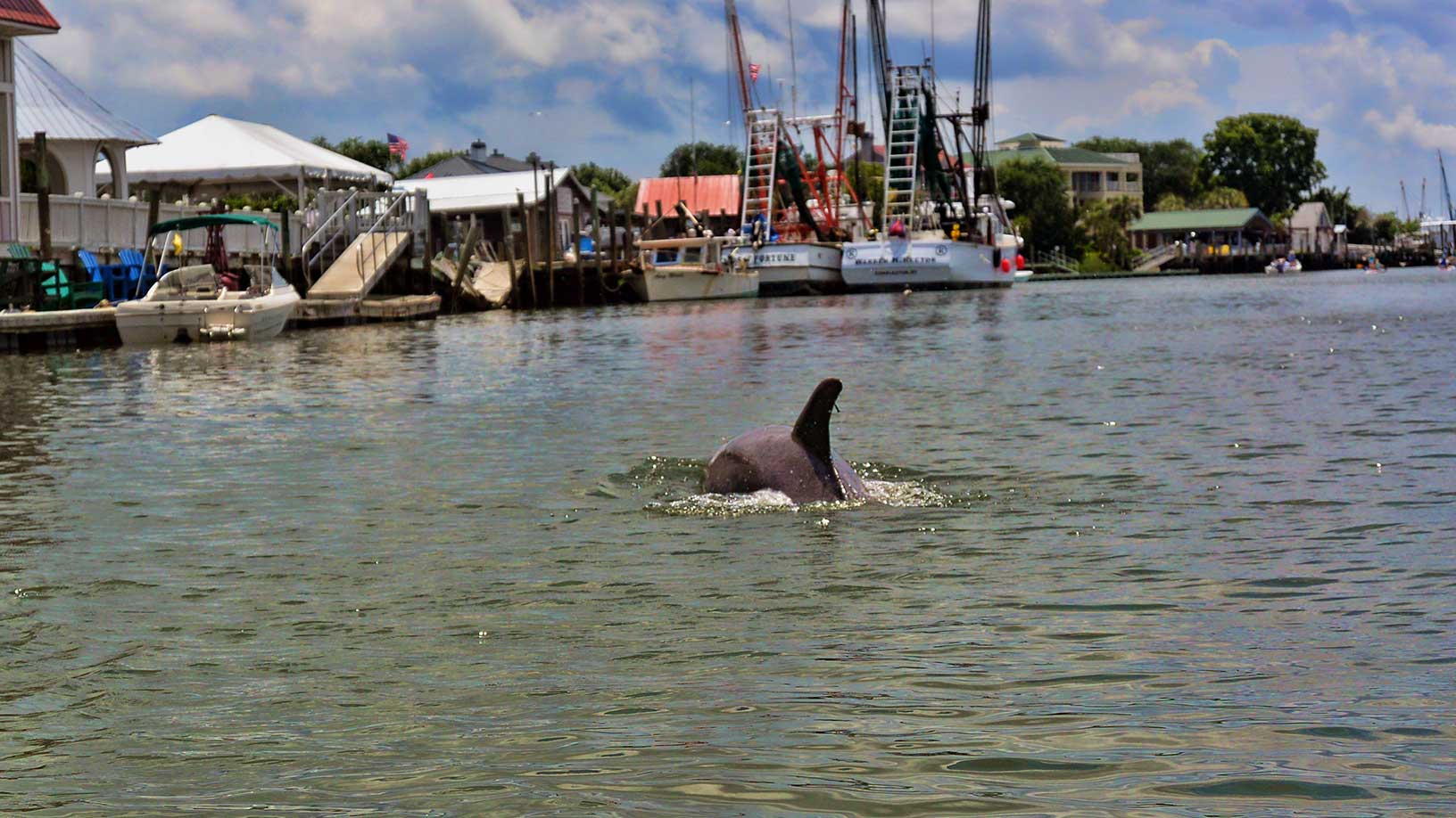 Charleston Kayak Tours & Shem Creek Kayak Tours